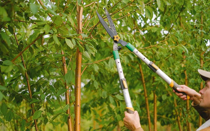Tree trimming in Brunsville, IA