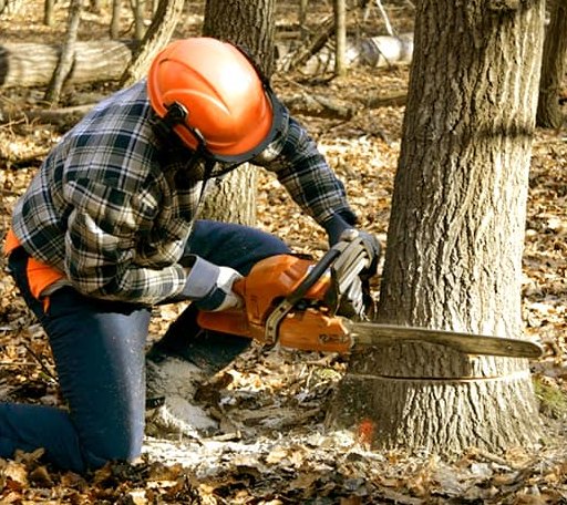 Tree Removal in Brunsville, IA